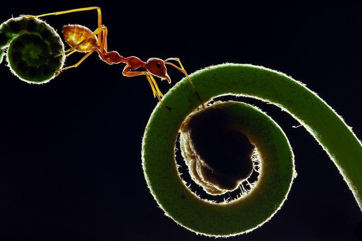 Φωτογράφιση macro: Τα μυρμήγκια που υφαίνουν 
