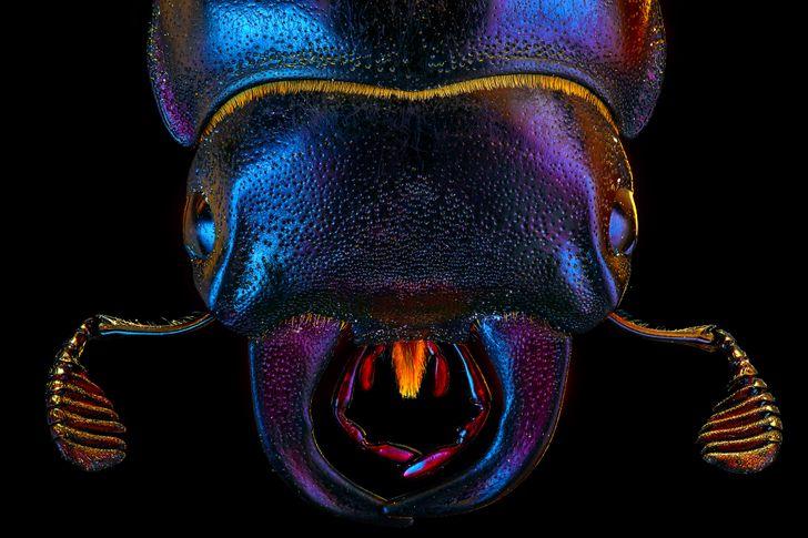 Φωτογράφιση macro: Rhinoceros beetles