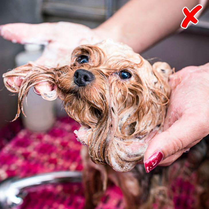 Απαγορεύεται να πλένουμε με υγρό πιάτων τον σκύλο μας 