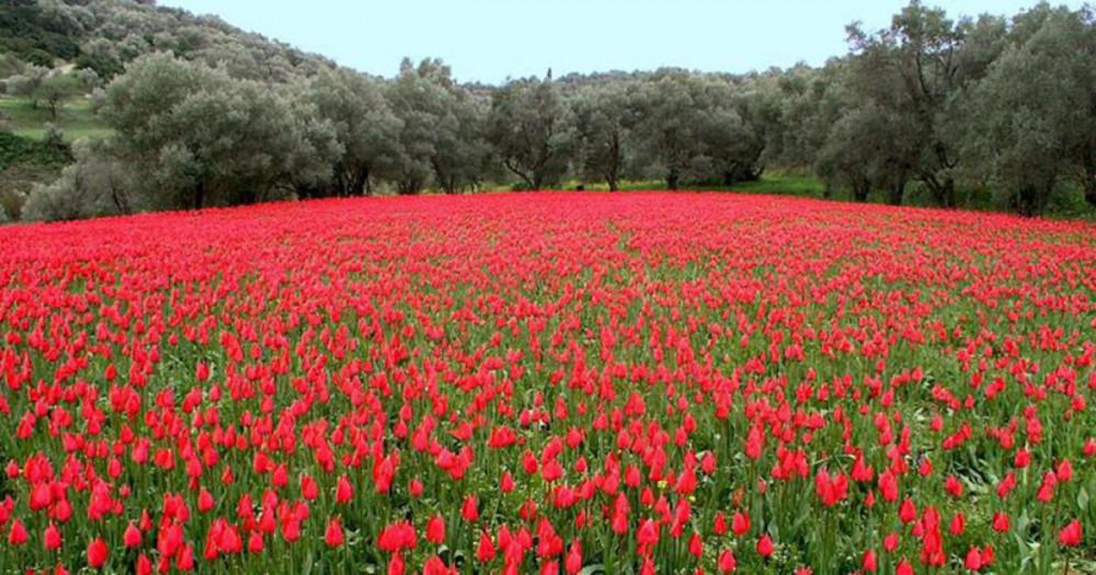 Λαλάδες Χίος_