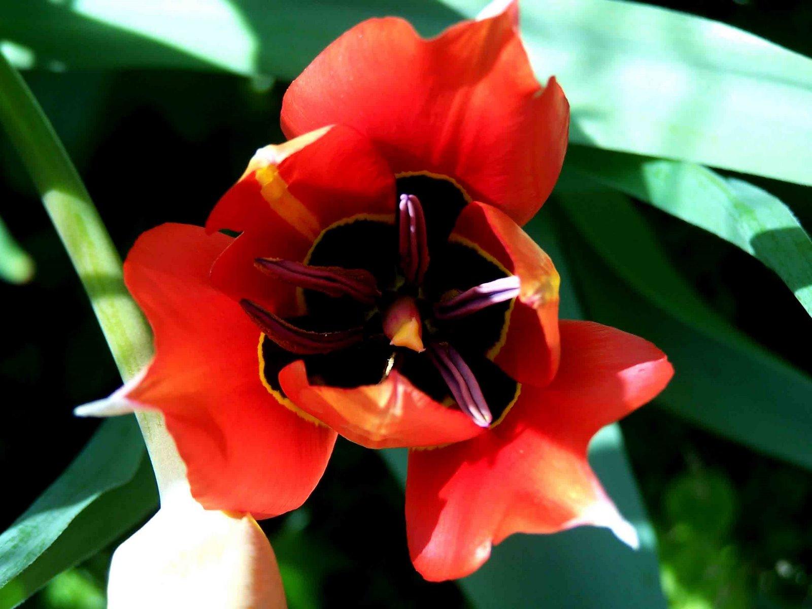 Λαλάδες ανθισμένοι_