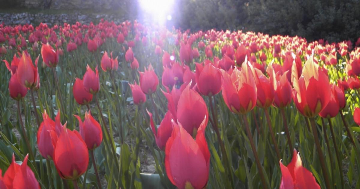 Χίος Λαλάδες_