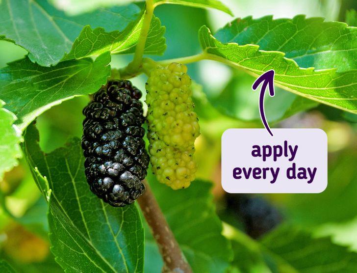 Φύλλα_ μουριάς_ για κιλήδες_ και πανάδες_