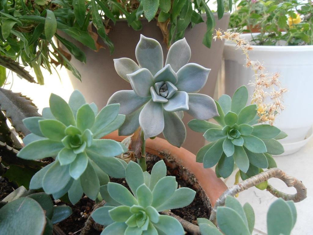 Φυτά_ που _δεν θέλουν_ πότισμα_Κακτοι_