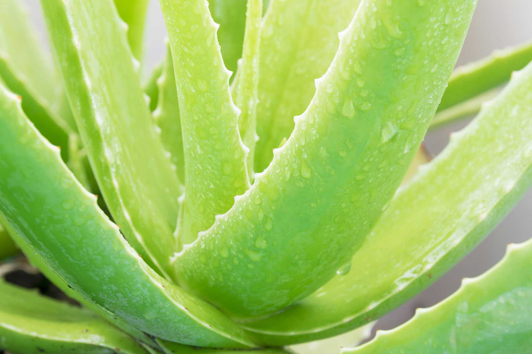 Φυτά που δεν θέλουν πότισμα_Αλοη_