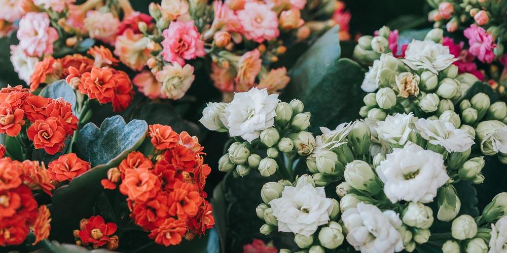 καλαγχόη_Φυτά_ που_ δεν_ θέλουν_ πότισμα_