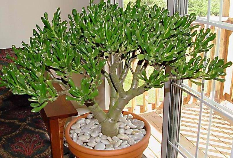 Φυτά που δεν θέλουν πότισμα