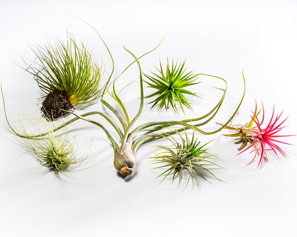 Φυτά που δεν θέλουν πότισμα