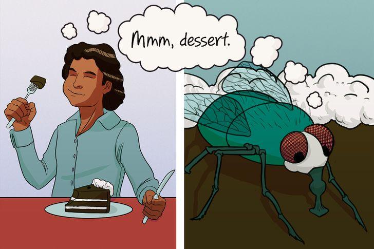 οι_μύγες_νιώθουν_την_γεύση_σε_όλο_τους_το_σώμα_