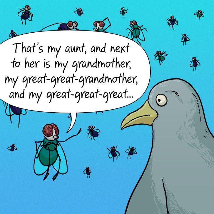 υπάρχουν_πολλά_είδη_μύγας_