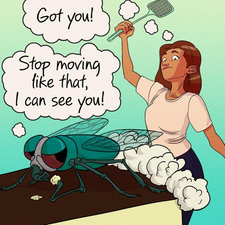 οι_μύγες_μπορούν_να_δουν_προς_όλες_τις_κατευθύνσεις_