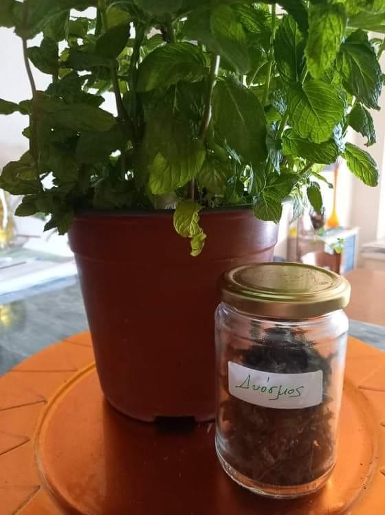 Πως _να_ αποξηράνω_ δυόσμο_