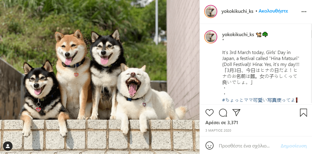 σκύλος_χαλάει_όλες_τις_εικόνες_με_τις_αστείες γκριμάτσες_του_