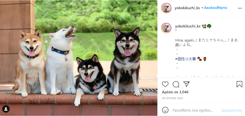 σκύλος_χαλάει_όλες_τις_εικόνες_με_τις_αστείες γκριμάτσες_του_