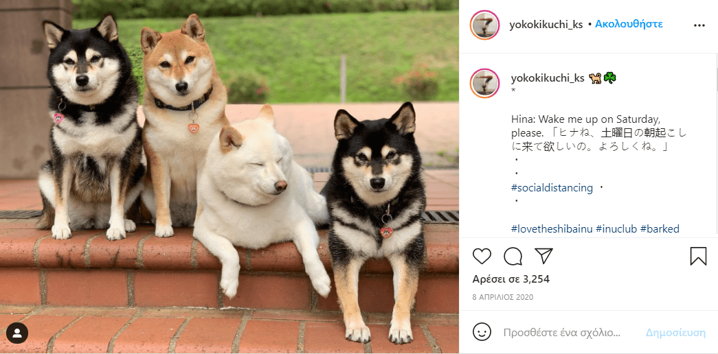 σκύλος_χαλάει_όλες_τις_εικόνες_με_τις_αστείες γκριμάτσες_του_