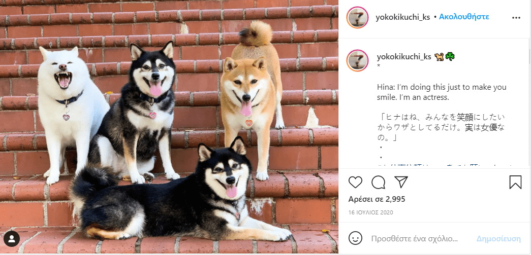 σκύλος_χαλάει_όλες_τις_εικόνες_με_τις_αστείες γκριμάτσες_του_