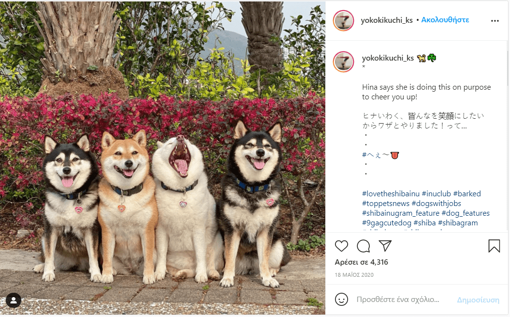 σκύλος_χαλάει_όλες_τις_εικόνες_με_τις_αστείες γκριμάτσες_του_