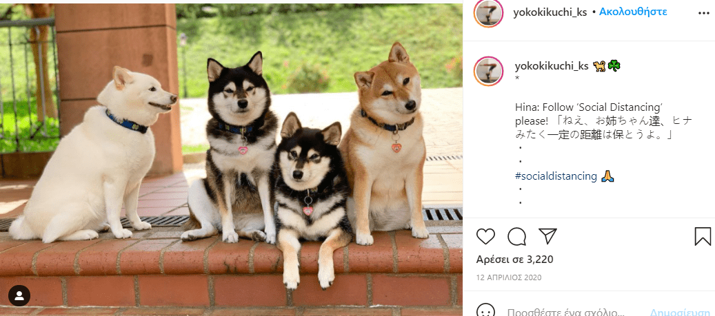 σκύλος_χαλάει_όλες_τις_εικόνες_με_τις_αστείες γκριμάτσες_του_