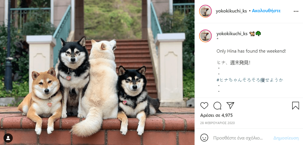 σκύλος_χαλάει_όλες_τις_εικόνες_με_τις_αστείες γκριμάτσες_του_