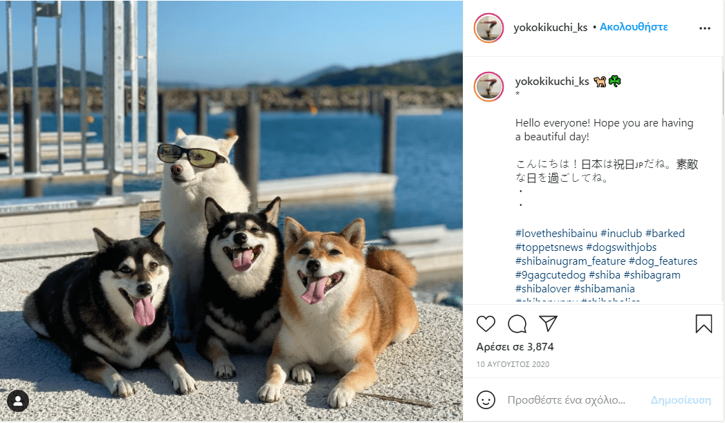 σκύλος_χαλάει_όλες_τις_εικόνες_με_τις_αστείες γκριμάτσες_του_