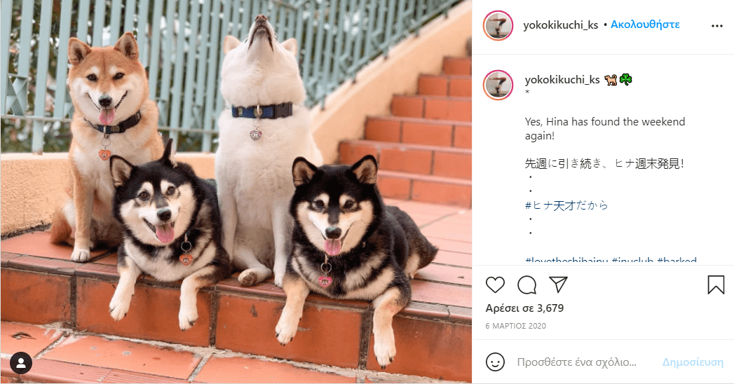 σκύλος_χαλάει_όλες_τις_εικόνες_με_τις_αστείες γκριμάτσες_του_