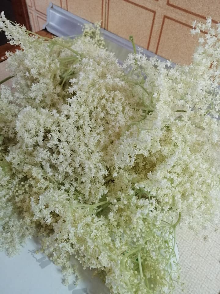 Ρόφημα_από_Αφροξυλιά_