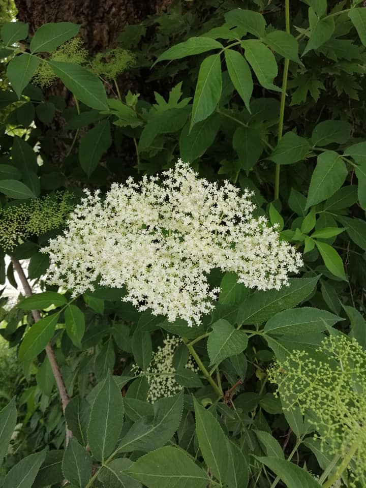 Ρόφημα_από_Αφροξυλιά_