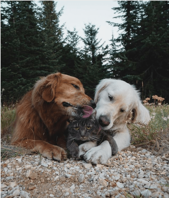 αστείες εικόνες_με_σκυλιά_