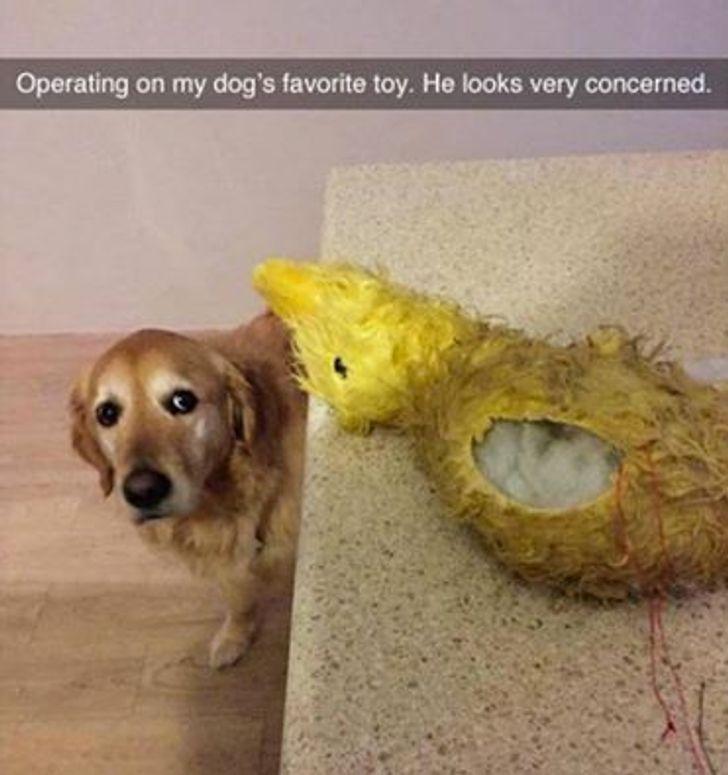 αστείες εικόνες_με_σκυλιά_