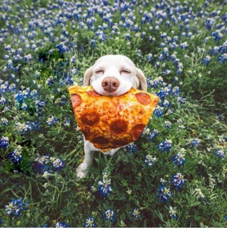 αστείες εικόνες_με_σκυλιά_