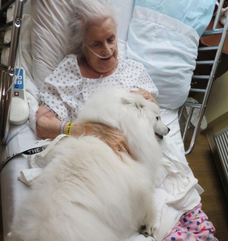 αστείες εικόνες_με_σκυλιά_