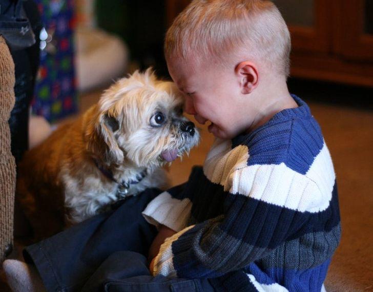 αστείες εικόνες_με_σκυλιά_