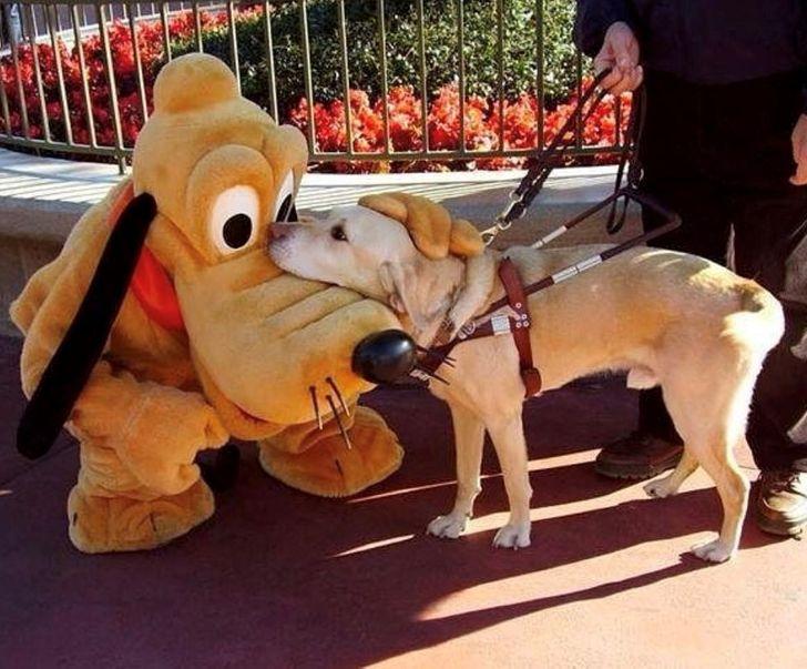 αστείες εικόνες_με_σκυλιά_