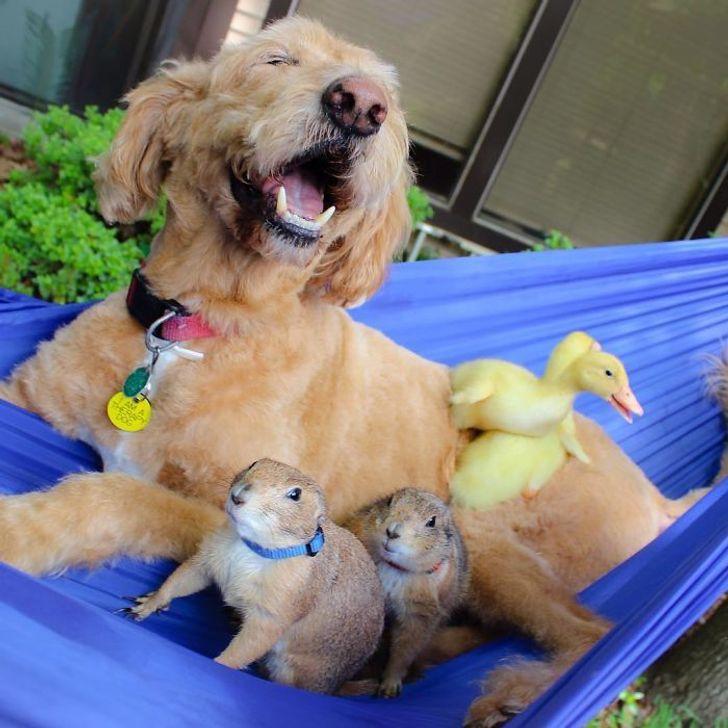 αστείες εικόνες_με_σκυλιά_