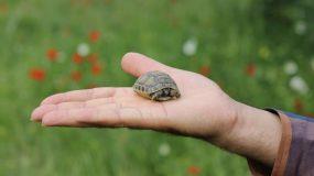 Κύπρος: Νεόνυμφοι μοίραζαν ως μπομπονιέρες ζωντανά χελωνάκια!