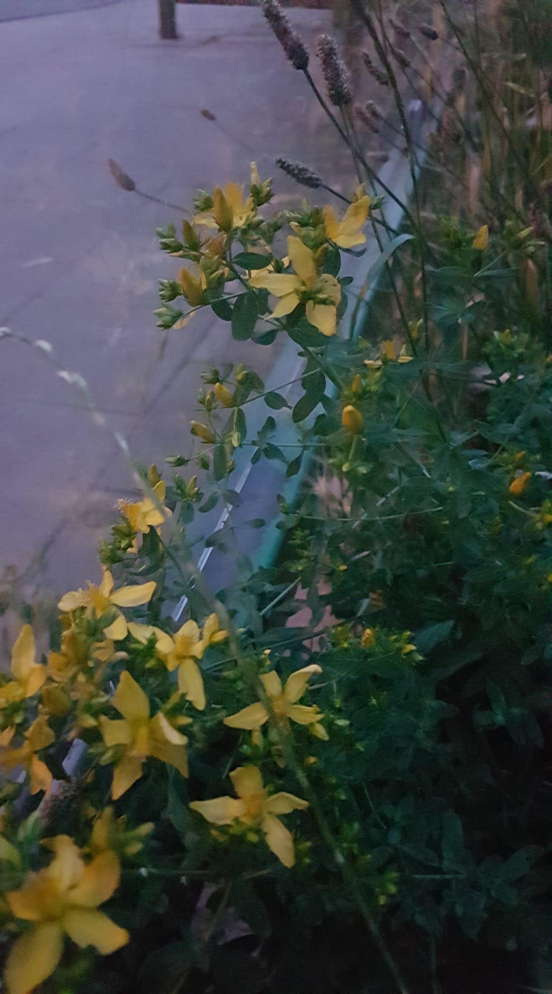 συνταγή_για_λάδι_από_σπαθόχορτο_