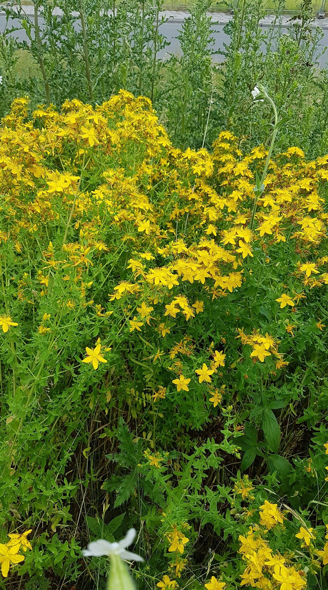 συνταγή_για_λάδι_από_σπαθόχορτο_