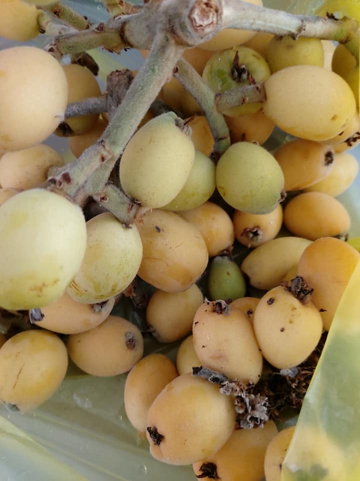 Γλυκό του κουταλιού_μούσμουλο_