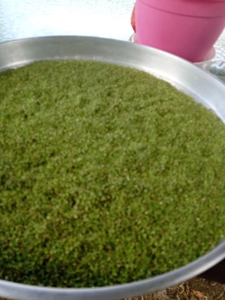 Πως_ να _αποξηράνω_ ρίγανη_