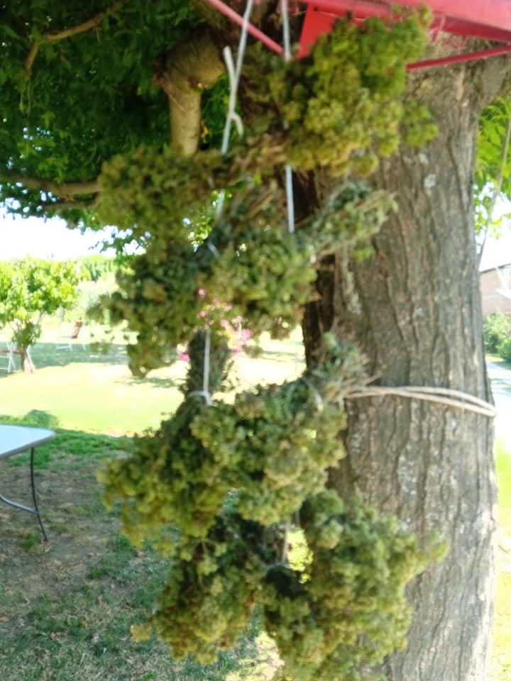 Πως_ να _αποξηράνω_ ρίγανη_