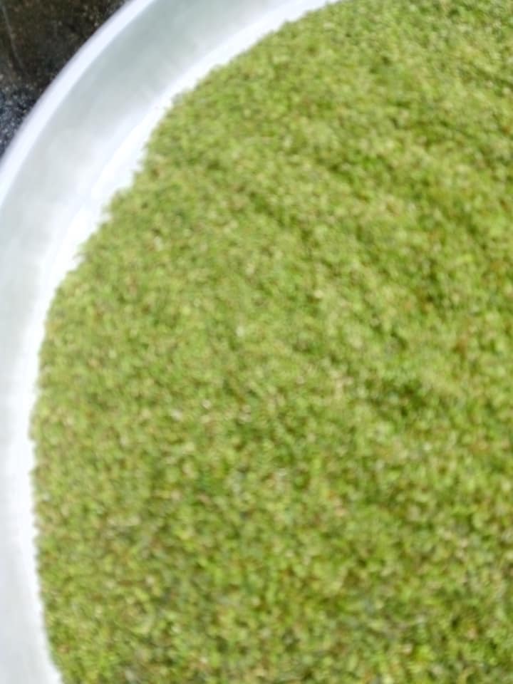 Αποξηραμένη_ρίγανη_