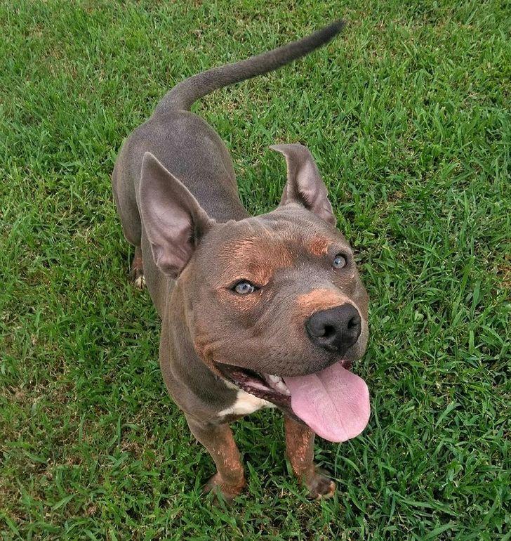 κουτάβι_που_δεν_μπορούσε_να_περπατήσει_τα_κατάφερε_χάρη_στην_οικογένειά_του_