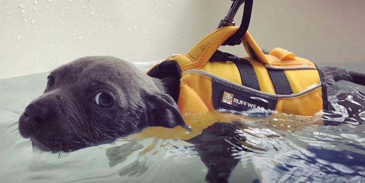 κουτάβι_που_δεν_μπορούσε_να_περπατήσει_τα_κατάφερε_χάρη_στην_οικογένειά_του_