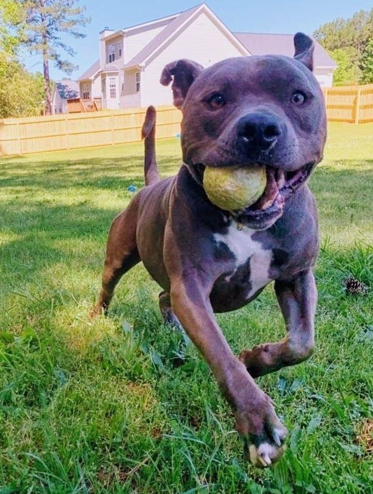 κουτάβι_που_δεν_μπορούσε_να_περπατήσει_τα_κατάφερε_χάρη_στην_οικογένειά_του_