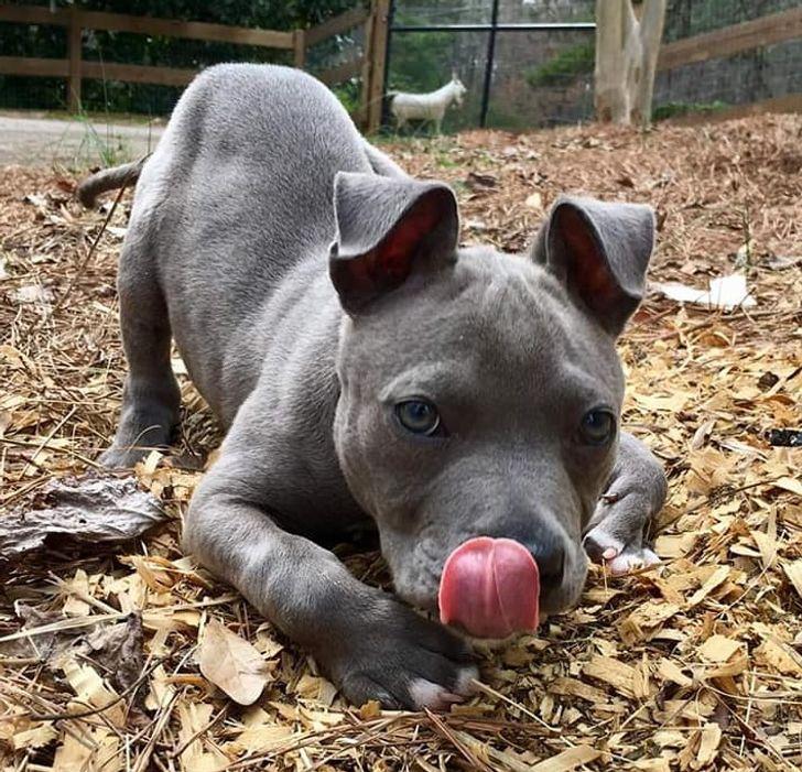 κουτάβι_που_δεν_μπορούσε_να_περπατήσει_τα_κατάφερε_χάρη_στην_οικογένειά_του_