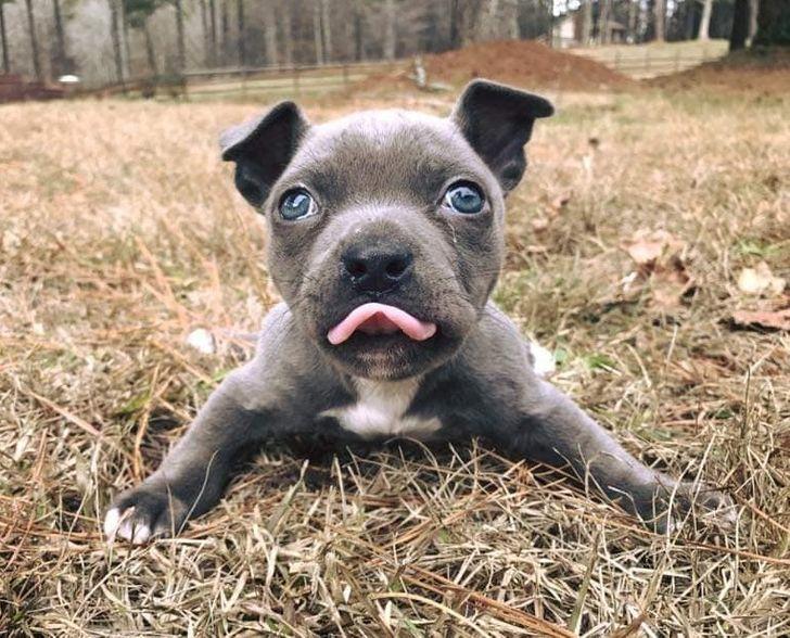 κουτάβι_που_δεν_μπορούσε_να_περπατήσει_τα_κατάφερε_χάρη_στην_οικογένειά_του_