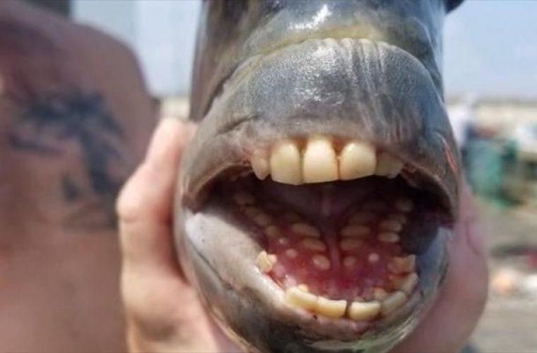 Έπιασε ψάρι με ανθρώπινα δόντια! (εικόνες)