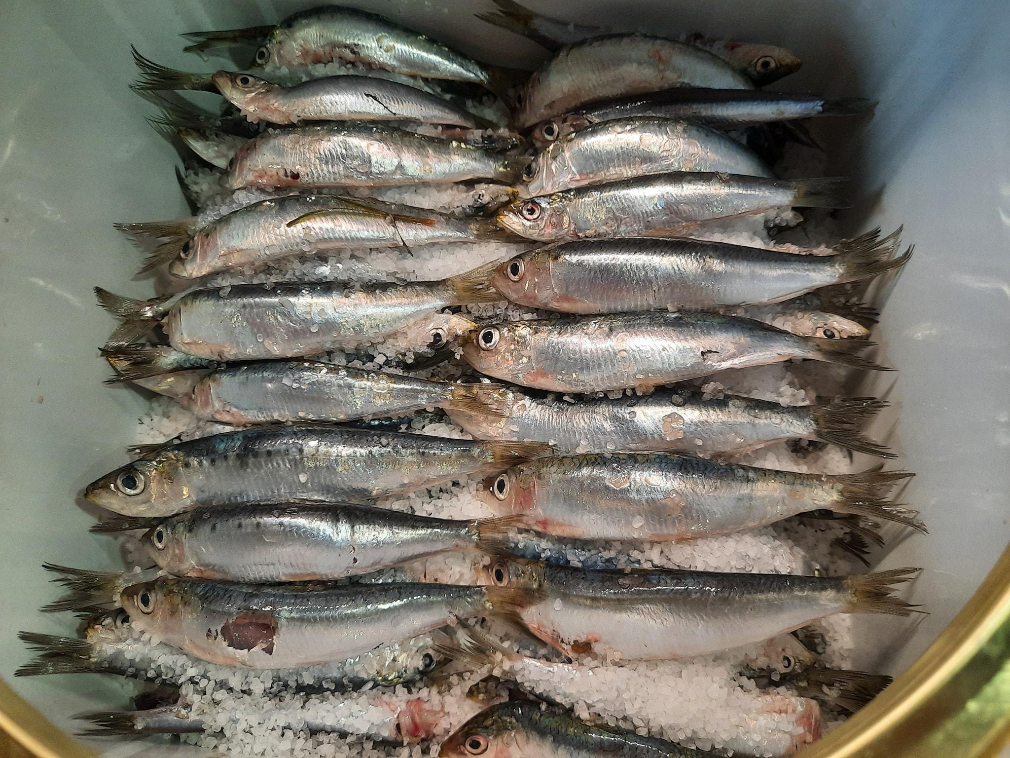 Συνταγή για παστές σαρδέλες