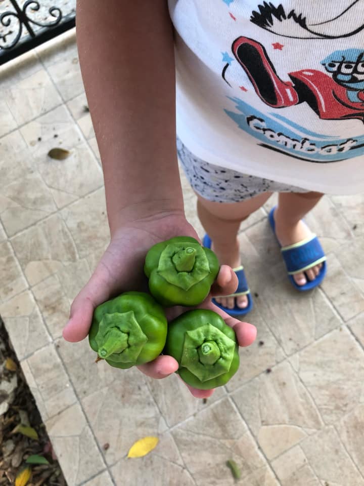 Πηλιορείτικο σπετζοφάι-με-μακαρονια-