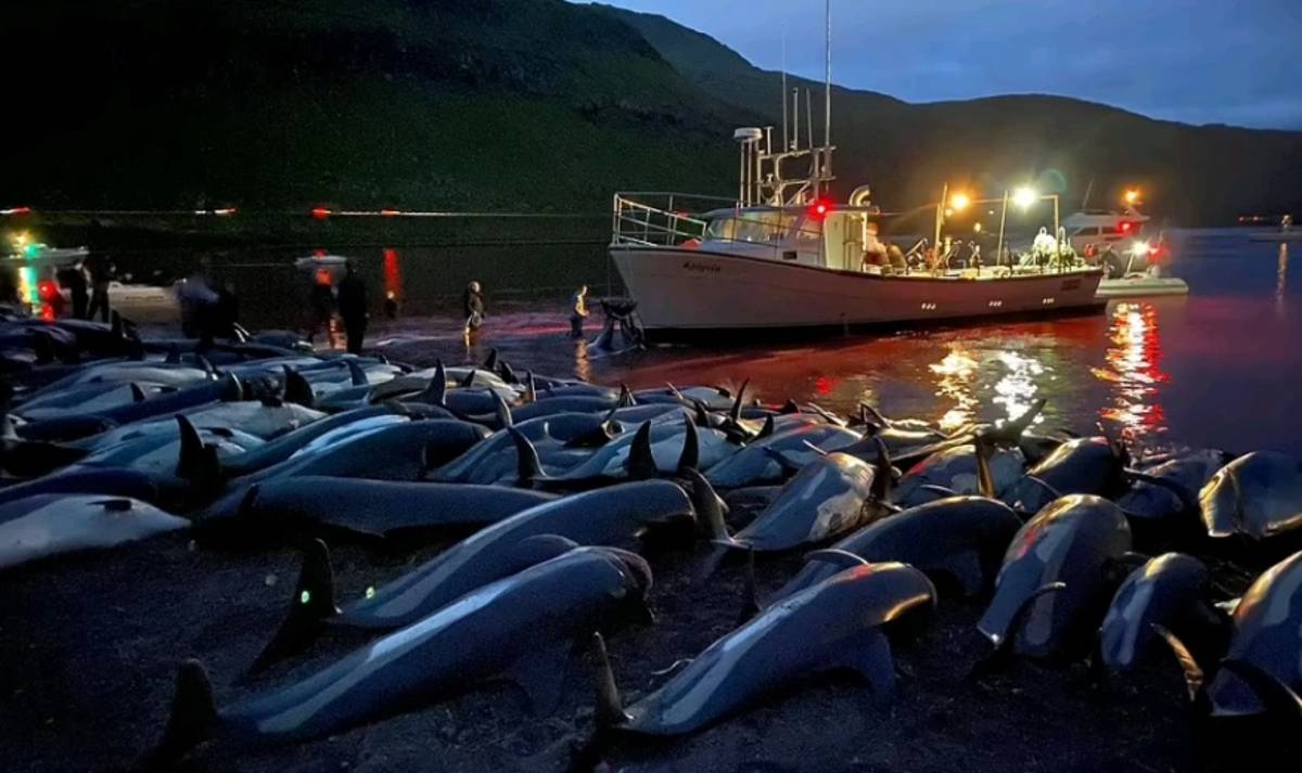 Νησιά Φερόε: Σκότωσαν 1.428 δελφίνια – -Κατακόκκινη η θάλασσα από το αίμα – Σκληρές εικόνες και βίντεο